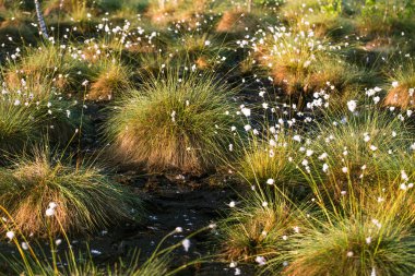 Doğal bataklık ortamında büyüyen Cottongrass. Letonya, Kuzey Avrupa üzerinde weltalnds çim kümeleri.