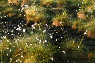 Doğal bataklık ortamında büyüyen Cottongrass. Letonya, Kuzey Avrupa üzerinde weltalnds çim kümeleri.