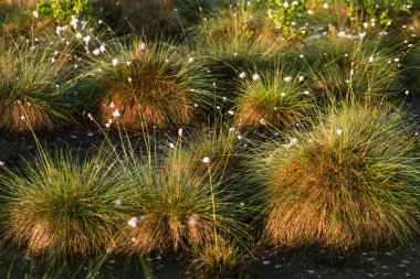 Doğal bataklık ortamında büyüyen Cottongrass. Letonya, Kuzey Avrupa üzerinde weltalnds çim kümeleri.