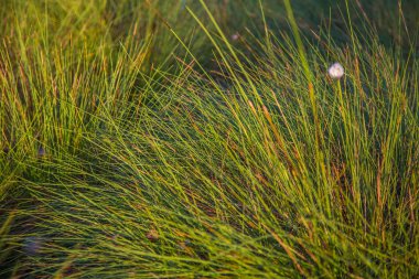 Doğal bataklık ortamında büyüyen Cottongrass. Letonya, Kuzey Avrupa üzerinde weltalnds çim kümeleri.