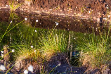 Doğal bataklık ortamında büyüyen Cottongrass. Letonya, Kuzey Avrupa üzerinde weltalnds çim kümeleri.
