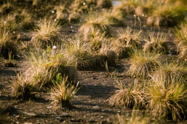 Doğal bataklık ortamında büyüyen Cottongrass. Letonya, Kuzey Avrupa üzerinde weltalnds çim kümeleri.