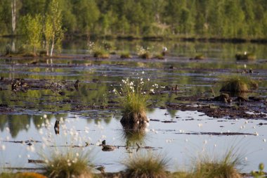 Doğal bataklık ortamında büyüyen Cottongrass. Letonya, Kuzey Avrupa üzerinde weltalnds çim kümeleri.