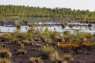 Doğal bataklık ortamında büyüyen Cottongrass. Letonya, Kuzey Avrupa üzerinde weltalnds çim kümeleri.