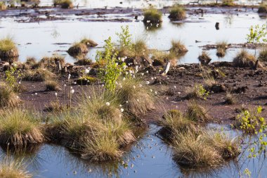 Doğal bataklık ortamında büyüyen Cottongrass. Letonya, Kuzey Avrupa üzerinde weltalnds çim kümeleri.