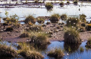 Doğal bataklık ortamında büyüyen Cottongrass. Letonya, Kuzey Avrupa üzerinde weltalnds çim kümeleri.