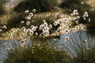 Doğal bataklık ortamında büyüyen Cottongrass. Letonya, Kuzey Avrupa üzerinde weltalnds çim kümeleri.
