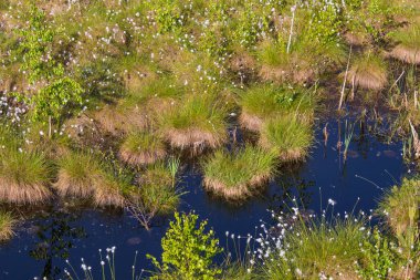 Doğal bataklık ortamında büyüyen Cottongrass. Letonya, Kuzey Avrupa üzerinde weltalnds çim kümeleri.