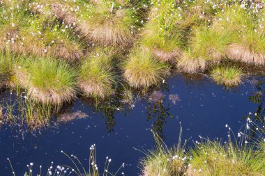 Doğal bataklık ortamında büyüyen Cottongrass. Letonya, Kuzey Avrupa üzerinde weltalnds çim kümeleri.