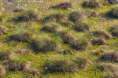 Doğal bataklık ortamında büyüyen Cottongrass. Letonya, Kuzey Avrupa üzerinde weltalnds çim kümeleri.