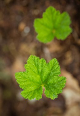 Bir güzel cloudberry çiçek ve yaprak Bataklığı'nın doğal ortamlarında. Letonya, Kuzey Avrupa sulak flora closeup toplayan. Sığ derinlik-in tarla.
