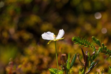 Bir güzel cloudberry çiçek ve yaprak Bataklığı'nın doğal ortamlarında. Letonya, Kuzey Avrupa sulak flora closeup toplayan. Sığ derinlik-in tarla.
