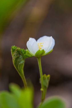Bir güzel cloudberry çiçek ve yaprak Bataklığı'nın doğal ortamlarında. Letonya, Kuzey Avrupa sulak flora closeup toplayan. Sığ derinlik-in tarla.