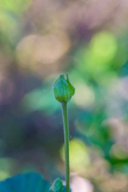 Bir güzel cloudberry çiçek ve yaprak Bataklığı'nın doğal ortamlarında. Letonya, Kuzey Avrupa sulak flora closeup toplayan. Sığ derinlik-in tarla.