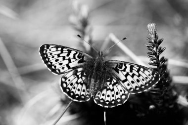 Bir bataklık bitki üzerinde oturan küçük bir kelebek. Letonya, Kuzey Avrupa doğal gabitat kelebek doğal toplayan.