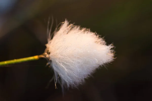 在沼泽自然栖息地生长的白色 Cottongrass 头的美丽特写 拉脱维亚 北欧湿地植物的自然 Closup — 图库照片