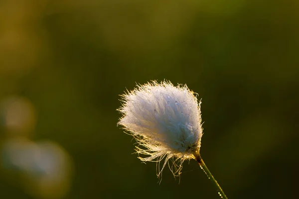 Beautiful Closeup White Cottongrass Heads Growing Natural Habitat Swamp Natural — Stock Photo, Image