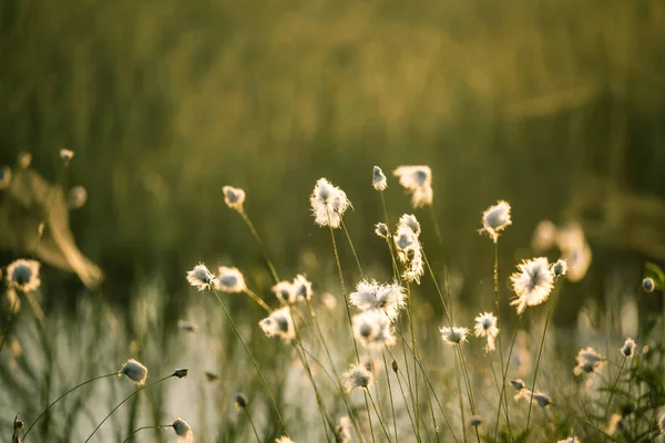 沼の自然の生息地で成長している白 Cottongrass ヘッドの美しいクローズ アップ ラトビア 北ヨーロッパの湿地植物の自然 Closup — ストック写真