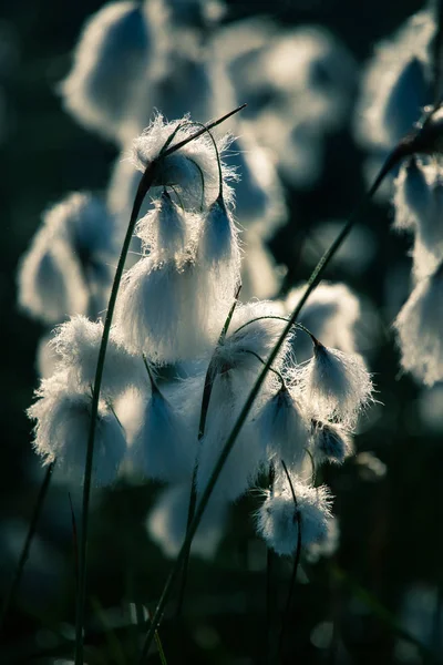 Bataklık bir doğal ortamında büyüyen bir beyaz cottongrass başkanları güzel bir portre. Sulak flora Letonya, Kuzey Avrupa, doğal closup.