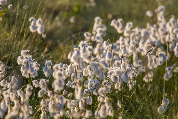Hermoso Primer Plano Algodoncillo Blanco Que Crece Hábitat Natural Pantano — Foto de Stock