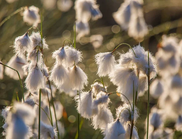 Bataklık bir doğal ortamında büyüyen bir beyaz cottongrass başkanları güzel bir portre. Sulak flora Letonya, Kuzey Avrupa, doğal closup.
