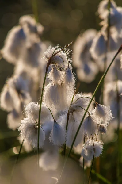 Bataklık bir doğal ortamında büyüyen bir beyaz cottongrass başkanları güzel bir portre. Sulak flora Letonya, Kuzey Avrupa, doğal closup.