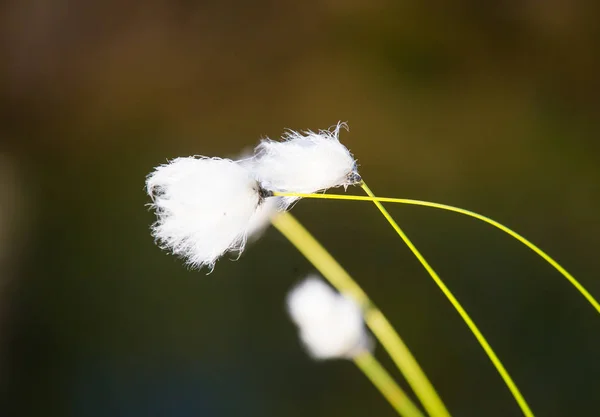 Beautiful Closeup White Cottongrass Heads Growing Natural Habitat Swamp Natural — Stock Photo, Image