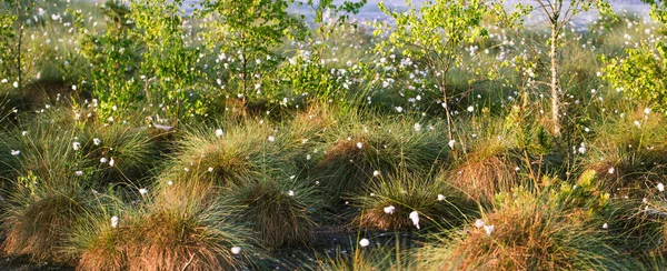 Cottongrass Crescendo Habitat Natural Pântano Grass Clumps Weltalnds Latvia Northern — Fotografia de Stock