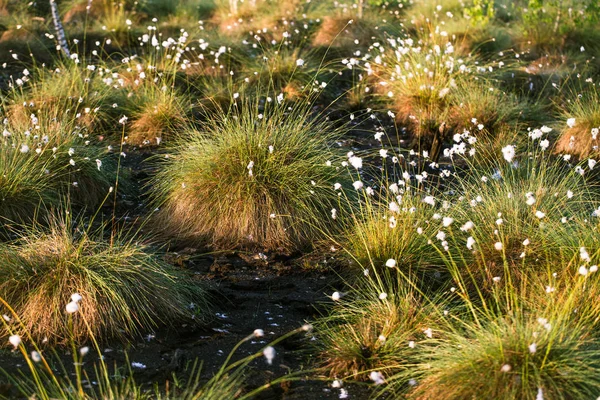 Cottongrass Roste Prostředí Přírodním Bažina Trsy Trávy Weltalnds Lotyšsko Severní — Stock fotografie