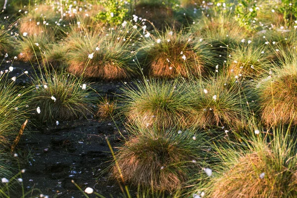 Cottongrass Roste Prostředí Přírodním Bažina Trsy Trávy Weltalnds Lotyšsko Severní — Stock fotografie