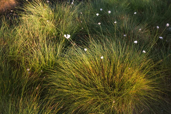 Doğal bataklık ortamında büyüyen Cottongrass. Letonya, Kuzey Avrupa üzerinde weltalnds çim kümeleri.