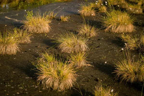 Hierba Algodón Que Crece Hábitat Natural Pantano Grass Clumps Weltalnds — Foto de Stock