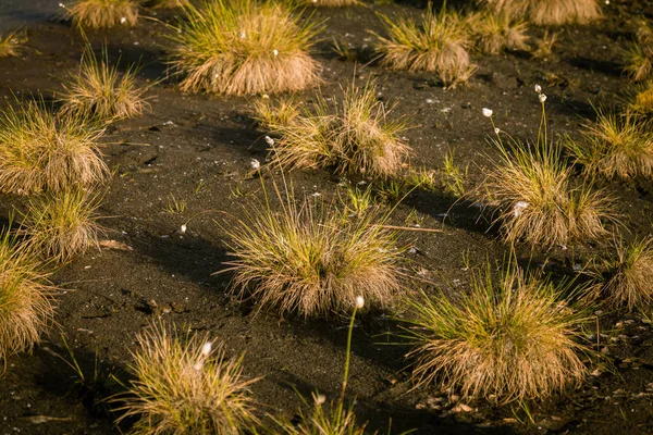 Hierba Algodón Que Crece Hábitat Natural Pantano Grass Clumps Weltalnds — Foto de Stock