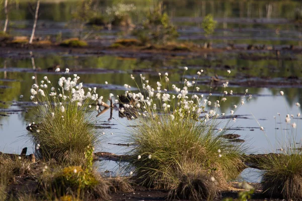 Baumwollgras Wächst Einem Natürlichen Sumpflebensraum Grasbüschel Den Weltalnds Auf Lettland — Stockfoto