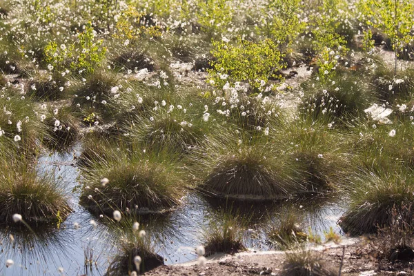 Cottongrass Roste Prostředí Přírodním Bažina Trsy Trávy Weltalnds Lotyšsko Severní — Stock fotografie