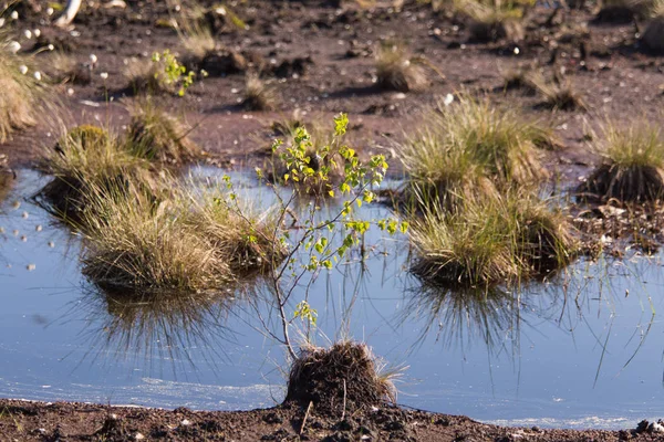 Cottongrass Росте Природних Болото Хабітат Трава Згустки Weltalnds Латвії Північна — стокове фото