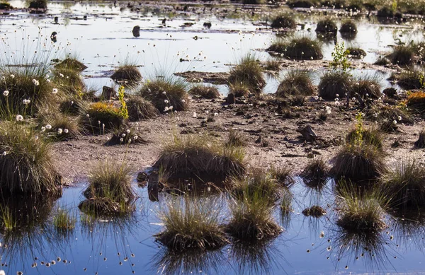 Doğal bataklık ortamında büyüyen Cottongrass. Letonya, Kuzey Avrupa üzerinde weltalnds çim kümeleri.