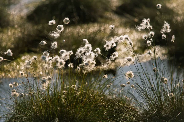 Doğal bataklık ortamında büyüyen Cottongrass. Letonya, Kuzey Avrupa üzerinde weltalnds çim kümeleri.