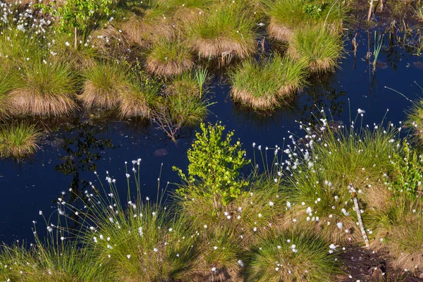 Doğal bataklık ortamında büyüyen Cottongrass. Letonya, Kuzey Avrupa üzerinde weltalnds çim kümeleri.