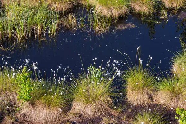 Doğal bataklık ortamında büyüyen Cottongrass. Letonya, Kuzey Avrupa üzerinde weltalnds çim kümeleri.
