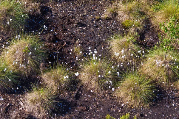 Doğal bataklık ortamında büyüyen Cottongrass. Letonya, Kuzey Avrupa üzerinde weltalnds çim kümeleri.