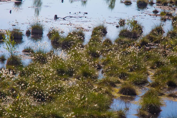 Doğal bataklık ortamında büyüyen Cottongrass. Letonya, Kuzey Avrupa üzerinde weltalnds çim kümeleri.