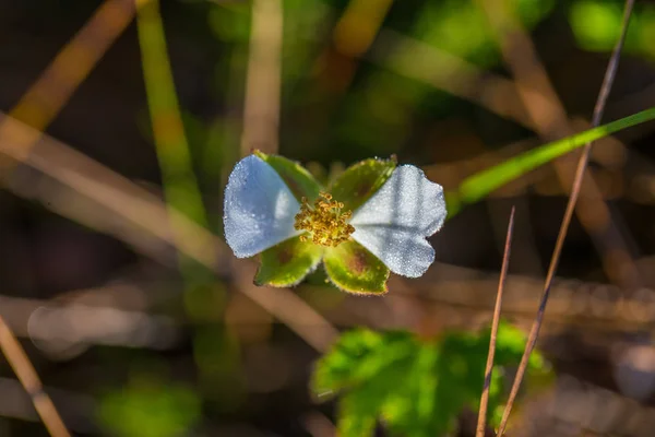 Eine Wunderschöne Blüte Und Blätter Der Moltebeere Einem Natürlichen Lebensraum — Stockfoto