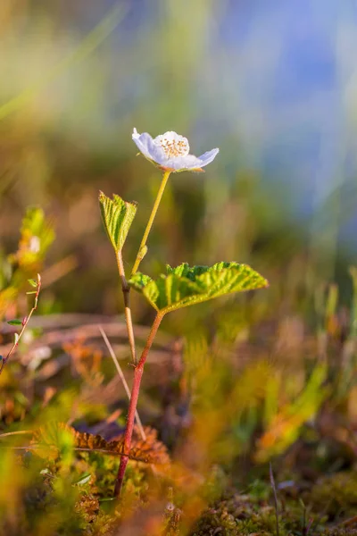Una Hermosa Flor Mora Hoja Hábitat Natural Pantano Paisaje Primer — Foto de Stock