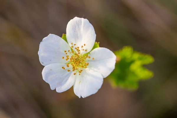 Eine Wunderschöne Blüte Und Blätter Der Moltebeere Einem Natürlichen Lebensraum — Stockfoto