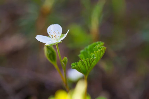 Eine Wunderschöne Blüte Und Blätter Der Moltebeere Einem Natürlichen Lebensraum — Stockfoto
