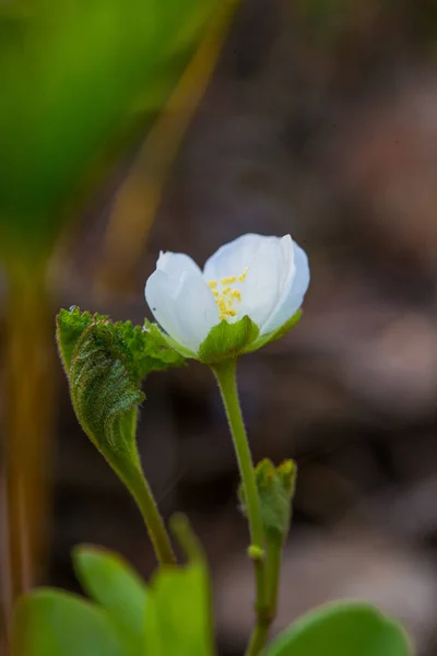 一个美丽的 Cloudberry 花和叶子在一个自然栖息地沼泽 在拉脱维亚 北欧的一个湿地植物区特写的景色 场浅景深 — 图库照片