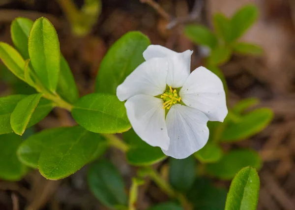 Eine Wunderschöne Blüte Und Blätter Der Moltebeere Einem Natürlichen Lebensraum — Stockfoto