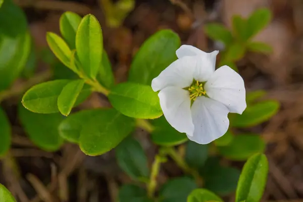 Eine Wunderschöne Blüte Und Blätter Der Moltebeere Einem Natürlichen Lebensraum — Stockfoto