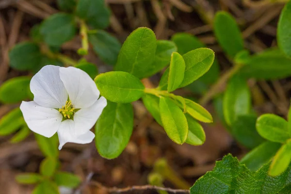 Eine Wunderschöne Blüte Und Blätter Der Moltebeere Einem Natürlichen Lebensraum — Stockfoto